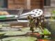 Pond cutter & Pond pincers